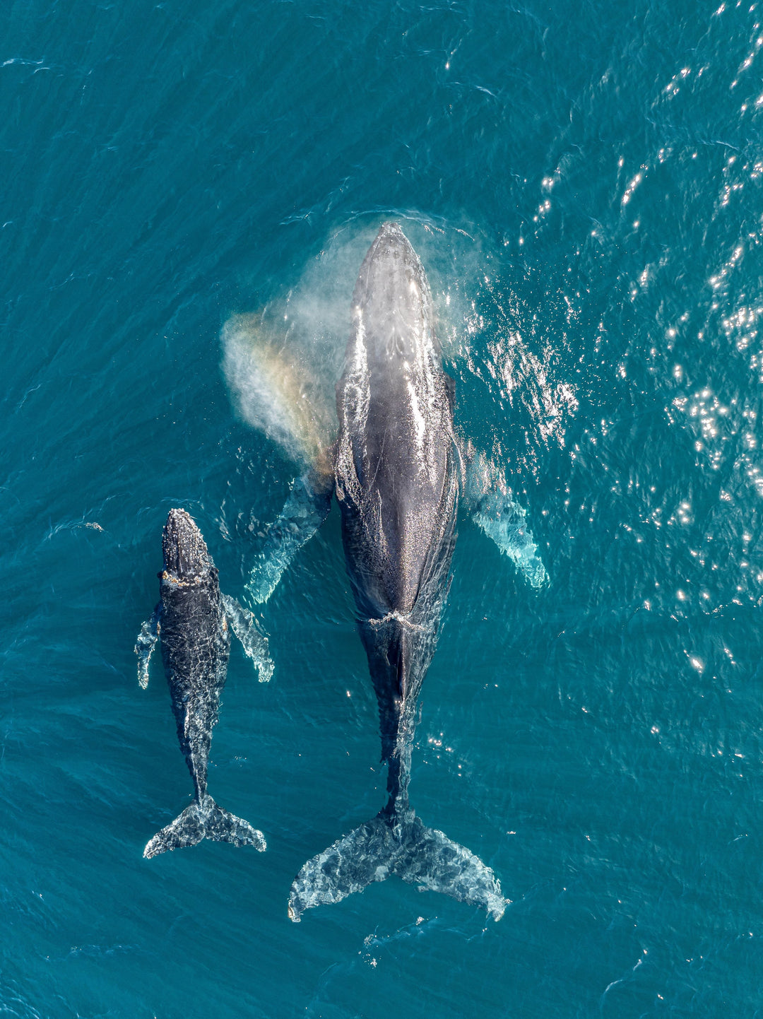 Humpback whale research