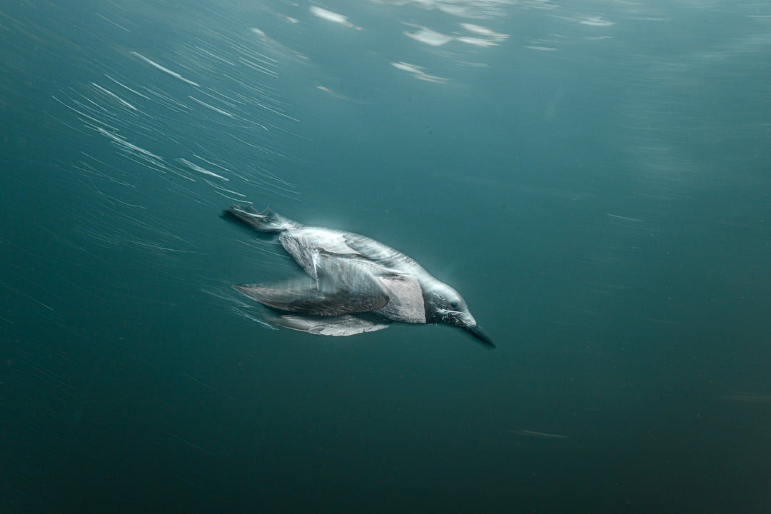 Diving with guillemots