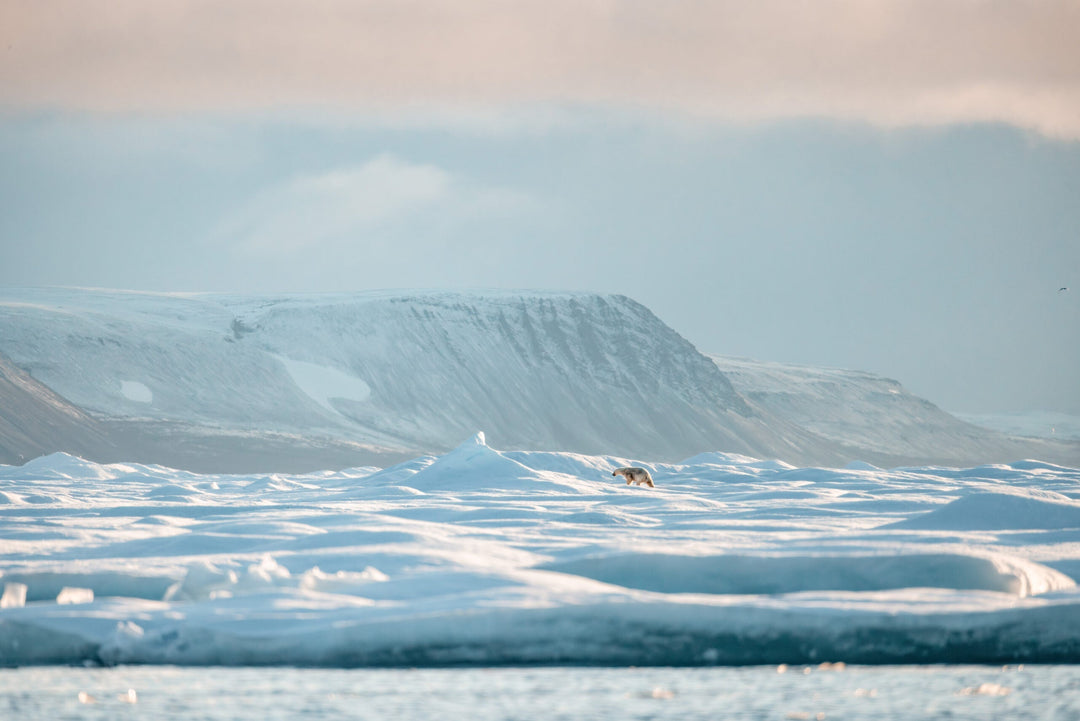 Insights from polar bears of the past