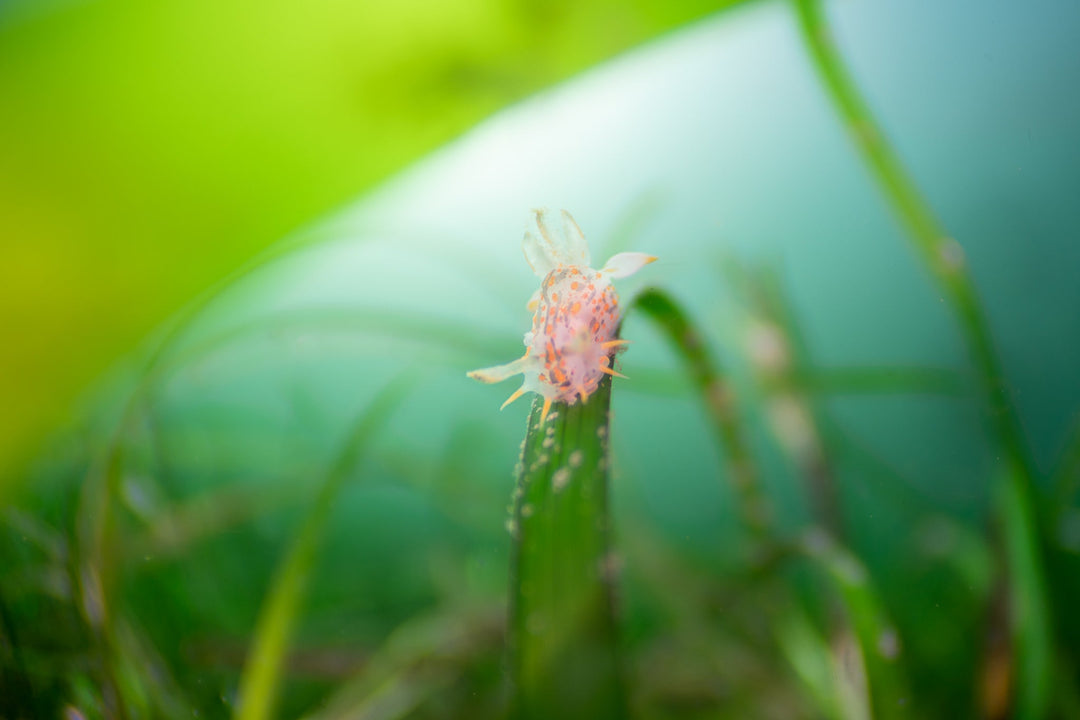 Exploring the seagrass beds of Arran