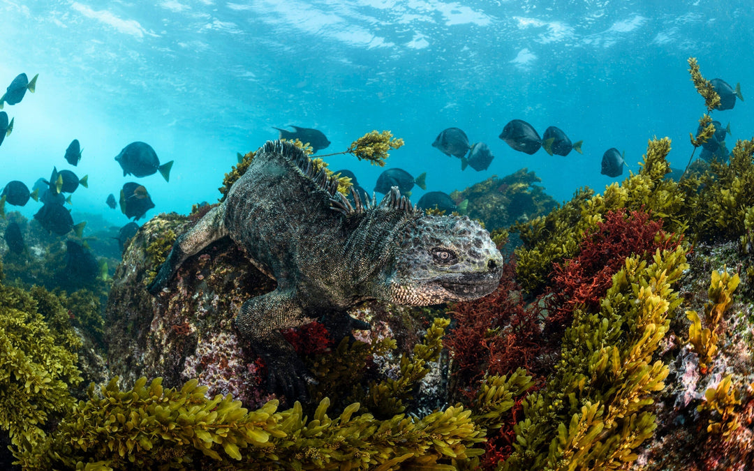 Capturing the essence of Galapagos