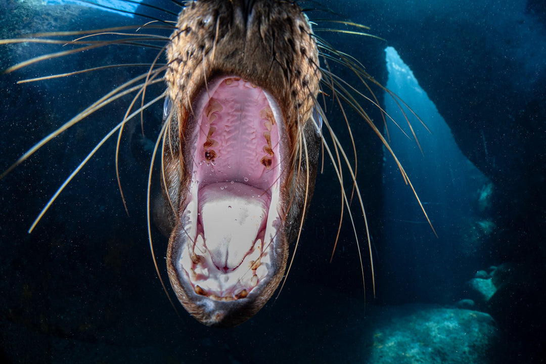 Call of the California sea lion